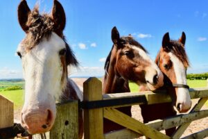 security cameras for large rural properties enable you to view horses